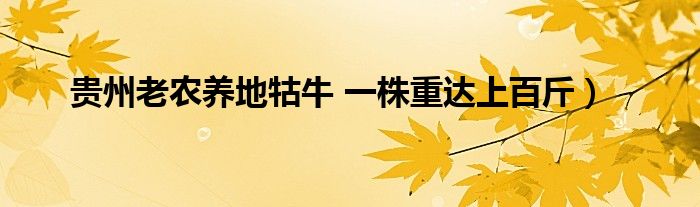 贵州老农养地牯牛 一株重达上百斤）