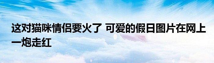 这对猫咪情侣要火了 可爱的假日图片在网上一炮走红