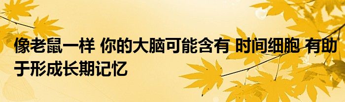 像老鼠一样 你的大脑可能含有 时间细胞 有助于形成长期记忆